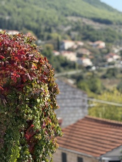 Autumn ivy in red and green overlooking a Croatian village